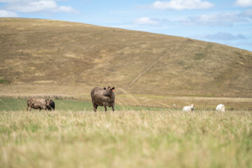 Stud Beef bulls and cows grazing on grass in a field, in Australia. breeds include speckle park,...