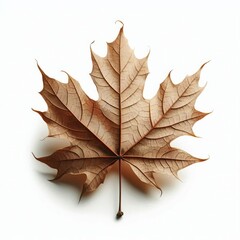 Naklejka premium Autumn maple leaf with vibrant colors of red yellow and orange isolated on a white background 