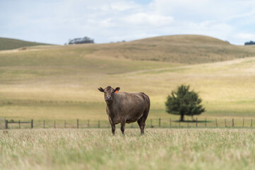 Australian wagyu cows grazing in a field on pasture. close up of a black angus cow eating grass in...