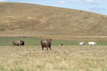 The Future of Livestock in Australian Agriculture: Sustainable Grazing, Technology, and Innovation for Environmental Resilience, cows grazing