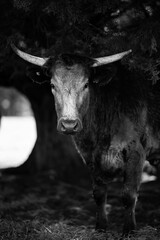 Stud Beef bulls and cows grazing on grass in a field, in Australia. breeds include speckle park, murray grey, angus, brangus and wagyu. beautiful farming landscape