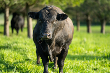 Australian wagyu cows grazing in a field on pasture. close up of a black angus cow eating grass in a paddock in springtime in australia and new zealand