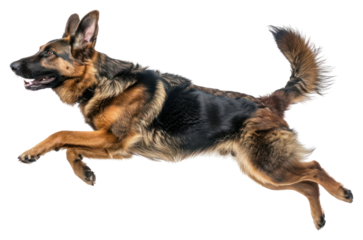PNG Joy German Shepherd mammal animal pet.