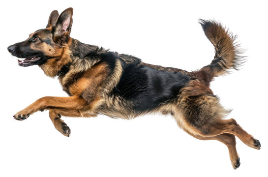 PNG Joy German Shepherd mammal animal pet.