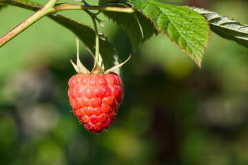 a ripe red raspberry close-up