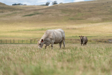 Beef cows and calves grazing on grass on a beef cattle farm in  Australia. breeds include murray grey, angus and wagyu. sustainable agriculture practice storing carbon in australia