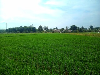 the green rice of farmers in namang, central bangka is a feast for the eyes. paddy which will be...