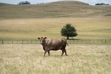 Stud beef angus and wagyu cows in a field on a farm in England. English cattle in a meadow grazing on pasture in springtime. Green grass growing in a paddock on a sustainable agricultural ranch.