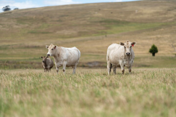 Stud Beef bulls and cows grazing on grass in a field, in Australia. breeds include speckle park, murray grey, angus, brangus and wagyu. beautiful farming landscape