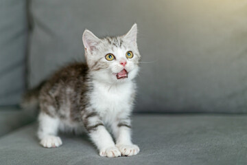 Cute baby cat in the house, Silver Tabby Scottish Fold Cat
