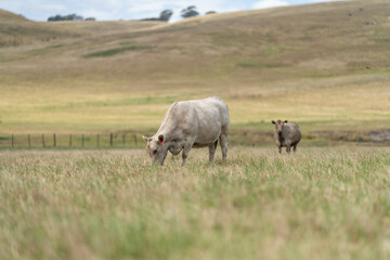 beautiful cattle in Australia  eating grass, grazing on pasture. Herd of cows free range beef being regenerative raised on an agricultural farm. Sustainable farming in australia