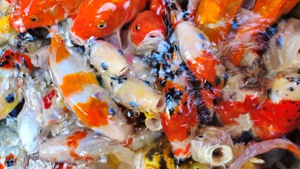 Top view of colorful koi fish or Japanese koi carp swimming in the lake. Koi finding food.