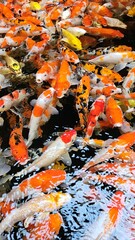 Top view of colorful koi fish or Japanese koi carp swimming in the lake. Koi finding food.