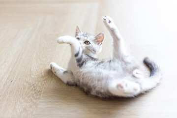 Cute baby cat in the house, Silver Tabby Scottish Fold Cat