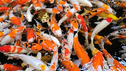 Top view of colorful koi fish or Japanese koi carp swimming in the lake. Koi finding food.