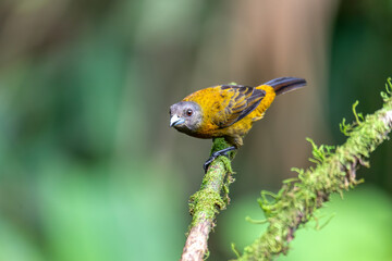 Scarlet-rumped tanager female (Ramphocelus passerinii). Bird perched on tree trunk. La Fortuna, Volcano Arenal, Wildlife and birdwatching in Costa Rica.