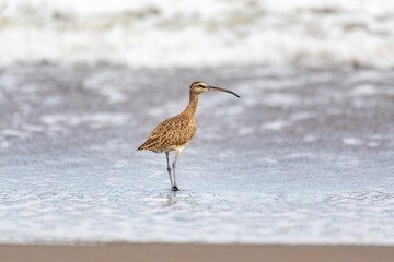Eurasian or Common whimbrel, Numenius phaeopus. Tortuguero, Wildlife and birdwatching in Costa Rica.