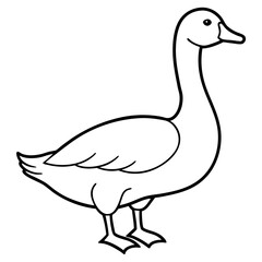 duck isolated on white background