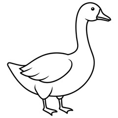 duck isolated on white background