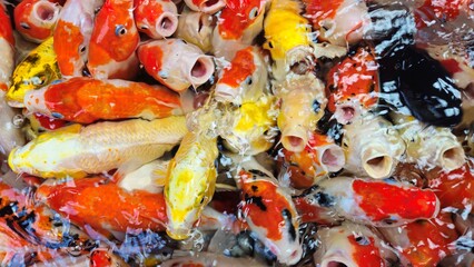 Top view of colorful koi fish or Japanese koi carp swimming in the lake. Koi fighting for food.