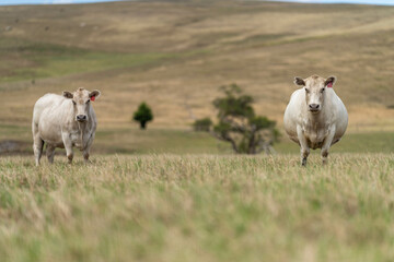 Stud Angus, wagyu, Murray grey, Dairy and beef Cows and Bulls grazing on grass and pasture in a field. The animals are organic and free range, being grown on an agricultural farm in Australia.