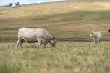 Beef cows and calves grazing on grass in a free range field, in Australia. eating hay and silage....