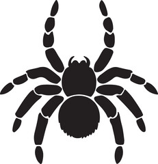 spider on white background