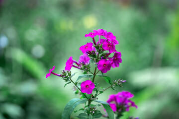 Phlox paniculata on a flower bed in the park in close-up. A flowering plant on a background of green grass in a summer meadow