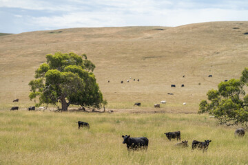 Beef cows and calves grazing on grass on a beef cattle farm in  Australia. breeds include murray...