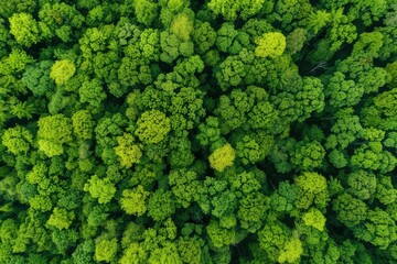 Naklejka premium Lush Green Canopy of Dense Forest