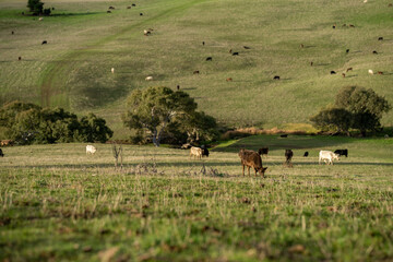 Beef cows and calves grazing on grass in a free range field, in Australia. eating hay and silage....
