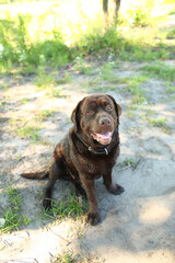 Full length portrait of a brown labrador on the beach