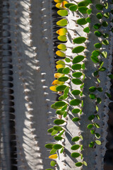 Cactus in the Cactus Garden, Lanzarote, Spain