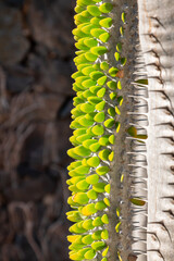 Cactus in the Cactus Garden, Lanzarote, Spain