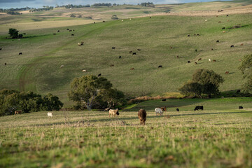 beautiful cattle in Australia  eating grass, grazing on pasture. Herd of cows free range beef being...