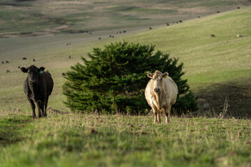 Stud beef angus and wagyu cows in a field on a farm in England. English cattle in a meadow grazing...