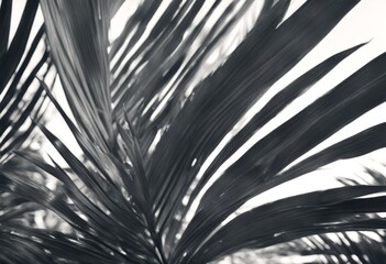 Obraz premium mock flat blurred leaf trend shadow background abstract creative travel art palm summer minimal sunlight leaves lay neutral sunshine gray tree concept tropical