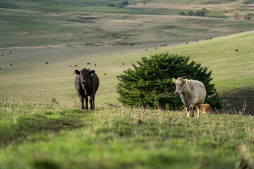 Stud Angus, wagyu, Murray grey, Dairy and beef Cows and Bulls grazing on grass and pasture in a field. The animals are organic and free range, being grown on an agricultural farm in Australia.