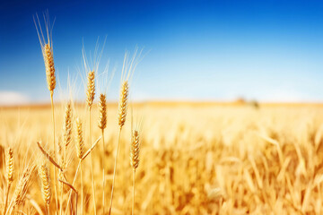 Fototapeta premium golden wheat field in summer