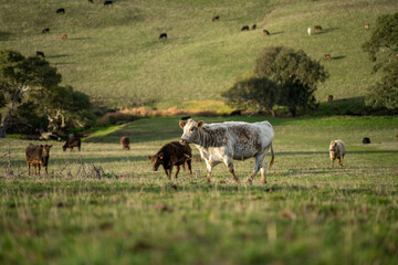 Australian wagyu cows grazing in a field on pasture. close up of a black angus cow eating grass in a paddock in springtime in australia and new zealand