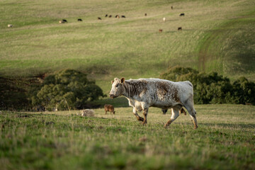 Stud Beef bulls and cows grazing on grass in a field, in Australia. breeds include speckle park, murray grey, angus, brangus and wagyu. beautiful farming landscape