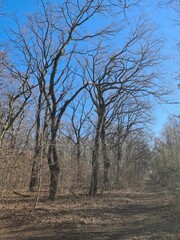 dry leafless tree forest in Berlin Treptow/Köpenick