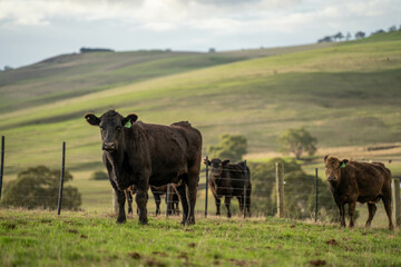 Beef cows and calves grazing on grass on a beef cattle farm in  Australia. breeds include murray grey, angus and wagyu. sustainable agriculture practice storing carbon in australia