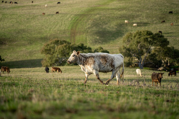 Sustainable Agriculture Practices: Enhancing Ecosystems, Livelihoods, and Resilience through Holistic, Carbon-neutral Approaches grazing cows and bulls on pasture