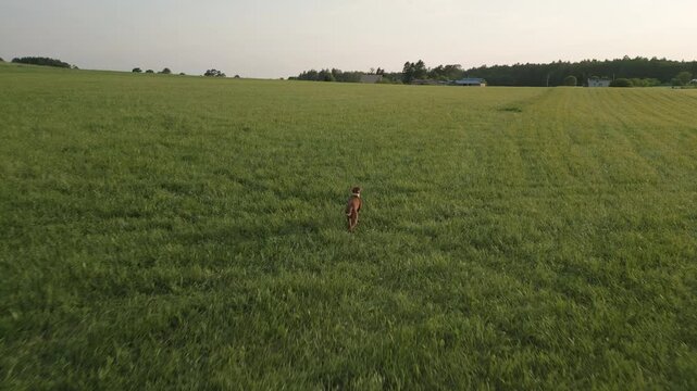 Pointer Chasing Imágenes de