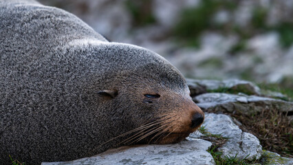 seal sleeping on the rock, kaikoura, new zealand