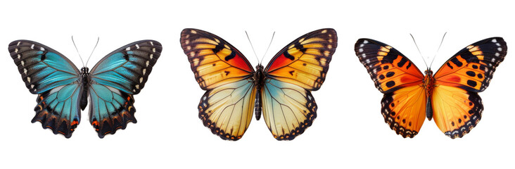 Obraz premium Butterfly Wings Trio: Hyper Realistic and Vibrantly Patterned cut out dicut PNG on transparent