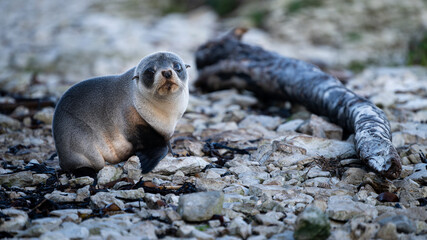 Naklejka premium adorable baby seal on the beach, kaikoura, new zealand