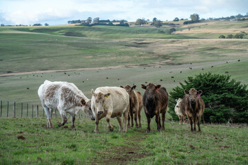 Obraz premium Australian wagyu cows grazing in a field on pasture. close up of a black angus cow eating grass in a paddock in springtime in australia and new zealand