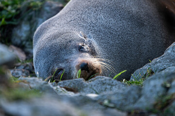 Fototapeta premium seal sleeping on the rock, kaikoura, new zealand